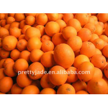 Best price Navel orange